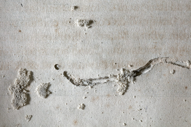 Adeliges Kloster Preetz · Predigerbibliothek