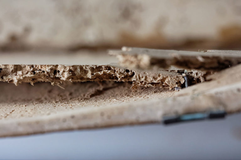 Adeliges Kloster Preetz · Predigerbibliothek